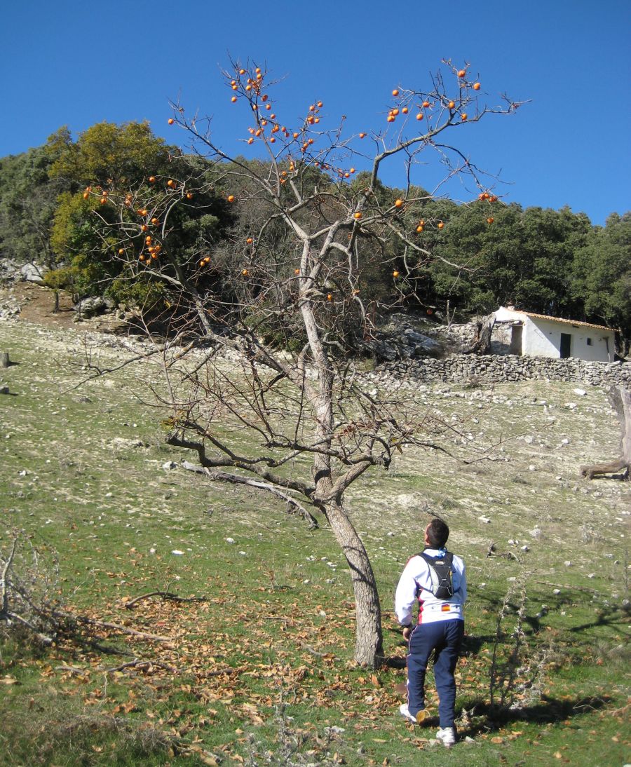 Trujillo buscando Caquis.